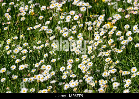 Les pâquerettes Bellis perennis (commune) dans un pré, Upper Bavaria, Bavaria, Germany Banque D'Images