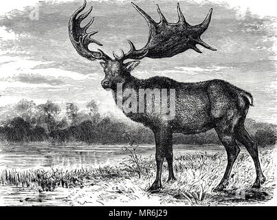 Gravure représentant un élan, une espèce de cerfs dans le genre Megaloceros et est l'un des plus grands cerfs qui ait jamais vécu. En date du 19e siècle Banque D'Images