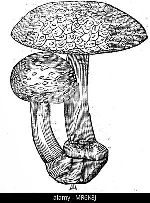 Gravure représentant une Amanita muscaria (Fly) Toon, un champignon basidiomycète. En date du 17e siècle Banque D'Images