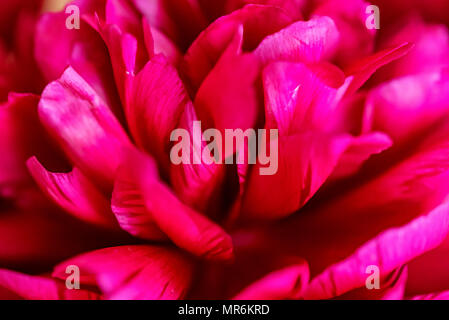 Close up au printemps pivoine fuchsia en fleurs Banque D'Images