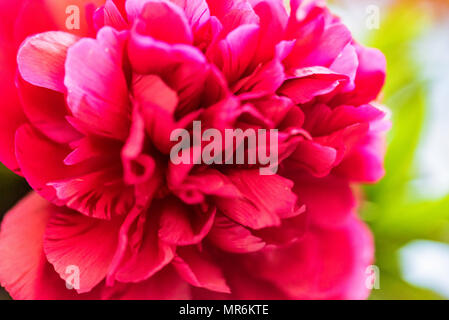 Close up au printemps pivoine fuchsia en fleurs Banque D'Images