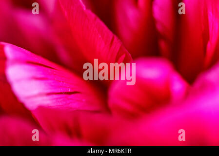 Close up au printemps pivoine fuchsia en fleurs Banque D'Images
