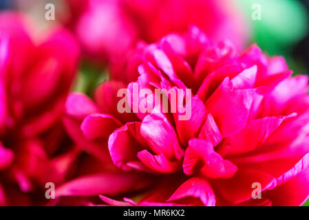 Close up au printemps pivoine fuchsia en fleurs Banque D'Images
