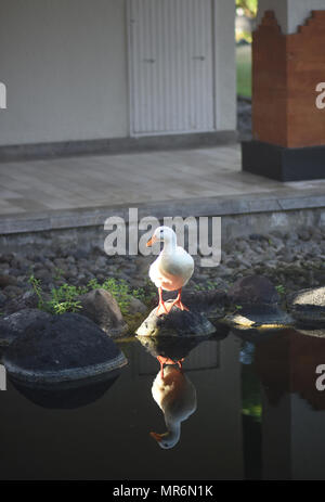 Canard blanc debout sur le rocher Banque D'Images