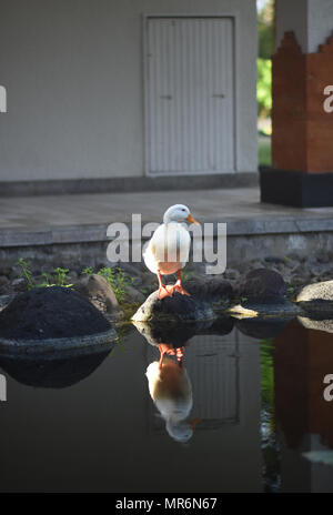 Canard blanc debout sur le rocher Banque D'Images