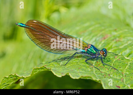 Beau mâle Demoiselle (Calopteryx virgo) Préparation pour le décollage Banque D'Images