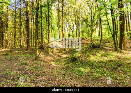 Belle Forêt de printemps paysage avec dans la zone de mill stone et grottes de glace et de hêtres dans Roth, volcanique de l'Eifel à Gerolstein Allemagne Banque D'Images