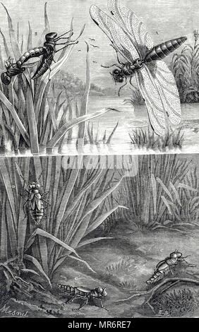 Gravure illustrant le cycle de vie d'une libellule, un insecte appartenant à l'ordre, Odonatam infraoder Anisopetra. En date du 19e siècle Banque D'Images