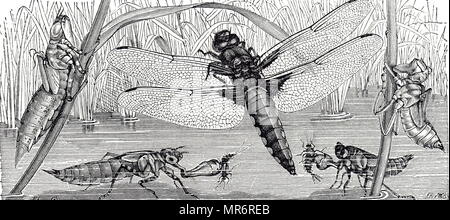 Gravure illustrant le cycle de vie d'une libellule, un insecte appartenant à l'ordre, Odonatam infraoder Anisopetra. En date du 19e siècle Banque D'Images