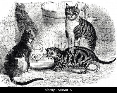 Gravure représentant différentes races de chats domestiques : écaille tabby et blanc. En date du 19e siècle Banque D'Images