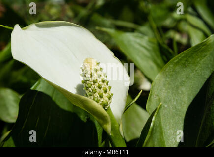 Close up of white Calla palustris, fleur et feuilles des plantes marécageuses. Banque D'Images