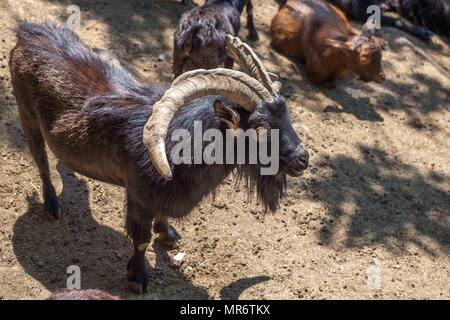 Les chèvres sauvages dans le zoo de Tbilissi, la faune. Banque D'Images