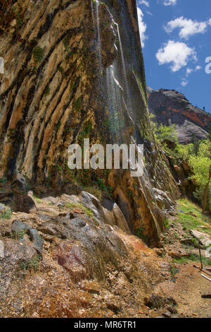 Dans la région de Weeping Rock Zion National Parkdripping Banque D'Images