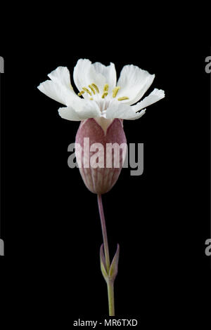 Mer campion, Silene uniflora, poussant derrière Chesil Beach près de l'Île de Portland. Campion est un sel de mer plante tolérante et peut être trouvé sur ro Banque D'Images