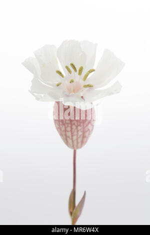 Mer campion, Silene uniflora, poussant derrière Chesil Beach près de l'Île de Portland. Campion est un sel de mer plante tolérante et peut être trouvé sur ro Banque D'Images