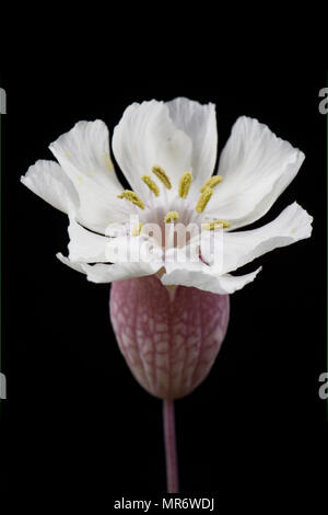 Mer campion, Silene uniflora, poussant derrière Chesil Beach près de l'Île de Portland. Campion est un sel de mer plante tolérante et peut être trouvé sur ro Banque D'Images