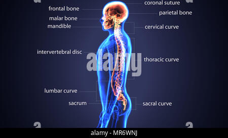 rendu 3d du système d'anatomie du squelette humain Banque D'Images