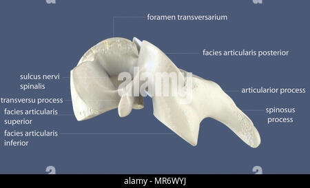 rendu 3d de l'anatomie osseuse du squelette humain Banque D'Images