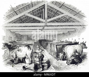 Gravure représentant un hangar à traire Laycock's Dairy, Highbury, qui a fourni une grande zone de Londres avec le lait frais. Il y avait la traite à 3 heures et 12 heures, et la majorité des milkmaids étaient gallois. Après l'épidémie de 'fléau' (probablement la peste bovine) à Londres en 1865 la pratique de garder les vaches laitières dans la métropole a été arrêté et le lait a été transporté à partir de la campagne par rail et par route. En date du 19e siècle Banque D'Images