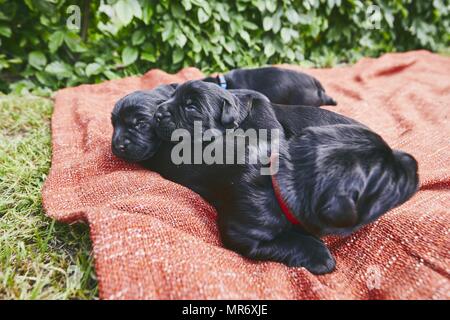 Les nouveau-nés de chien (10 jours). Chiots de race frères Schnauzer Géant allongé sur une couverture. Banque D'Images