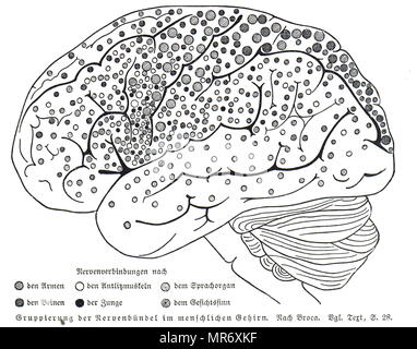 Carte des faisceaux nerveux dans le cerveau humain par Paul Broca. Paul Broca (1824-1880) un médecin français, anatomiste et anthropologue. En date du 19e siècle Banque D'Images