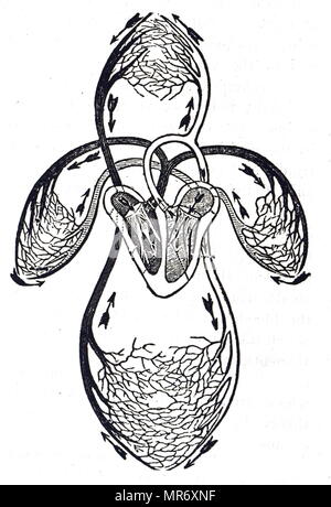 Schéma de la circulation du sang, après les travaux de William Harvey, montrant le sang quitte le ventricule gauche du cœur par l'aorte et revenant au cœur via la veine cave à l'oreillette droite : elle a maintenant terminé la circulation accrue. Il passe à côté du ventricule droit et dans l'artère pulmonaire et engage la moindre circulation (circulation pulmonaire) et retourne à l'oreillette gauche du coeur à l'. William Harvey (1578-1657) un médecin anglais qui a fait des contributions à l'anatomie et la physiologie. En date du 20e siècle Banque D'Images
