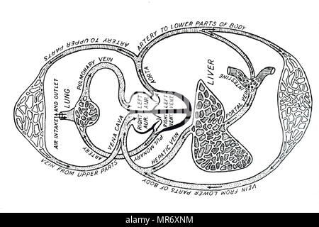 Schéma de la circulation du sang, après les travaux de William Harvey, montrant le sang quitte le ventricule gauche du cœur par l'aorte et revenant au cœur via la veine cave à l'oreillette droite : elle a maintenant terminé la circulation accrue. Il passe à côté du ventricule droit et dans l'artère pulmonaire et engage la moindre circulation (circulation pulmonaire) et retourne à l'oreillette gauche du coeur à l'. William Harvey (1578-1657) un médecin anglais qui a fait des contributions à l'anatomie et la physiologie. En date du 20e siècle Banque D'Images