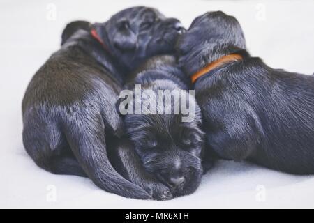 Les nouveau-nés de chien (10 jours). Chiots de race frères Schnauzer Géant allongé sur une couverture. Banque D'Images