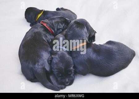 Les nouveau-nés de chien (10 jours). Chiots de race frères Schnauzer Géant allongé sur une couverture. Banque D'Images