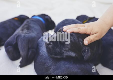 Les nouveau-nés de chien (10 jours). Caressant la main de l'enfant de race Chiots Schnauzer Géant. Banque D'Images