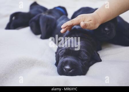 Les nouveau-nés de chien (10 jours). Caressant la main de l'enfant de race Chiots Schnauzer Géant. Banque D'Images