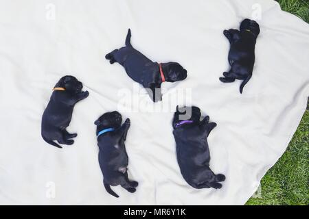 Les nouveau-nés de chien (10 jours). Chiots de race frères Schnauzer Géant allongé sur une couverture. Banque D'Images