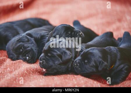 Les nouveau-nés de chien (10 jours). Chiots de race frères Schnauzer Géant allongé sur une couverture. Banque D'Images