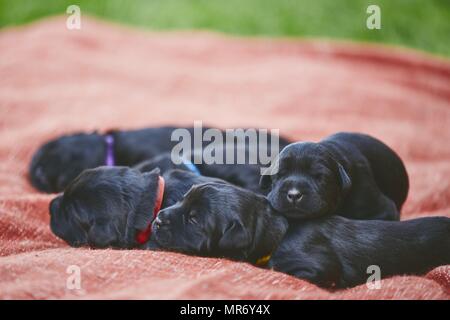 Les nouveau-nés de chien (10 jours). Chiots de race frères Schnauzer Géant allongé sur une couverture. Banque D'Images