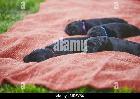 Les nouveau-nés de chien (10 jours). Chiots de race frères Schnauzer Géant allongé sur une couverture. Banque D'Images