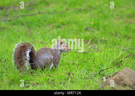 L'Écureuil gris ou écureuil gris Sciurus carolinensis, Colombe, Pierre près de Oldham, Greater Manchester, Angleterre, Royaume-Uni. Banque D'Images