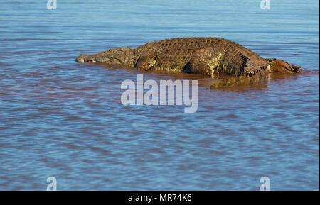 Crocodile africain basking au bord d'un lagon. Banque D'Images