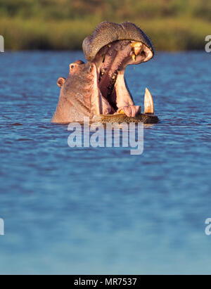 Le bâillement d'hippopotame Banque D'Images