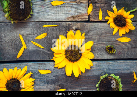 Vue de dessus tournesols jaunes et les pétales en bois sur fond rustique de l'ancienne clôture. Concept de récolte de l'agriculture. Focus sélectif, de l'espace pour le texte. Banque D'Images