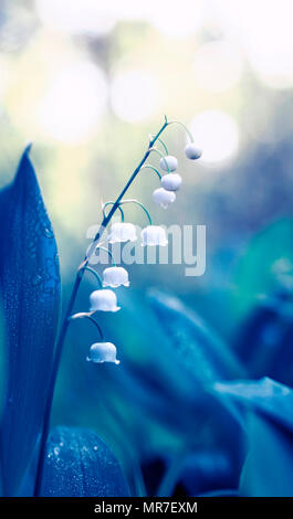 Contexte délicat naturel avec white odorant le muguet fleurs dans la rosée dans des tons bleus Banque D'Images