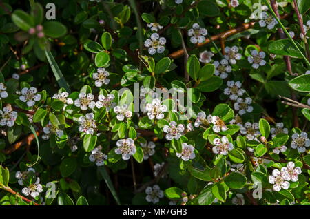 Libre de feuilles et de petites fleurs blanches sur les branches de Cotoneaster horizontalis au printemps, South Park, Sofia, Bulgarie Banque D'Images