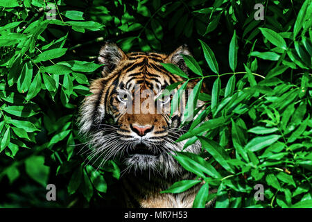 Tigre dans un arbre (caplivity) Banque D'Images