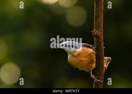 Libre d'une Sittelle à tête blanche ou en bois oiseau (Sitta europaea) perché sur une branche, se nourrissent dans une forêt. Focus sélectif est utilisé, dark background Banque D'Images