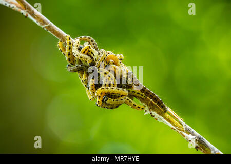 Libre de larves parasites de chenilles de la famille des Buthidae ou hermine teignes, formé des réseaux communaux autour d'un arbre. Banque D'Images