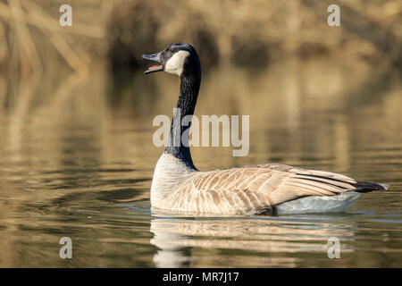 Close-up d'une bernache du Canada (Branta canadensis) avec la réflexion, la baignade dans un étang. Banque D'Images