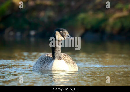 Close-up d'une bernache du Canada (Branta canadensis) avec la réflexion, la baignade dans un étang. Banque D'Images