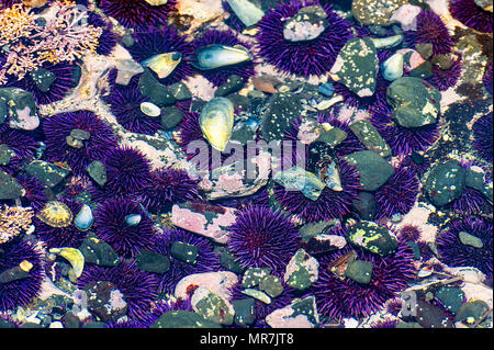 L'oursin violet,corallines, rockweek, et roches dans une cuvette sur galets at Yaquina Head State Park à Newport, sur la côte de l'Oregon. Banque D'Images