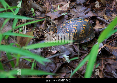 170524-N-NK123-141 - VIRGINIA BEACH, en Virginie (24 mai 2017) Une tortue tabatière retourne dans son habitat naturel, après avoir été libéré par la faune et les ressources naturelles des experts du commandement unifié et Tri-State Bird Rescue & Research Inc. au Naval Air Station Oceana à Virginia Beach, en Virginie, le 24 juin 2017. Les animaux ont été récupérés par le ministère de l'agriculture des zones touchées par le déversement de carburant Wolfsnare Creek. Ils ont été remis en état par les vétérinaires à trois états à une installation spécialisée dans la région de Delaware. (U.S. Photo par marine Spécialiste de la communication de masse 2e classe Jacob S. Richardson/relâché Banque D'Images