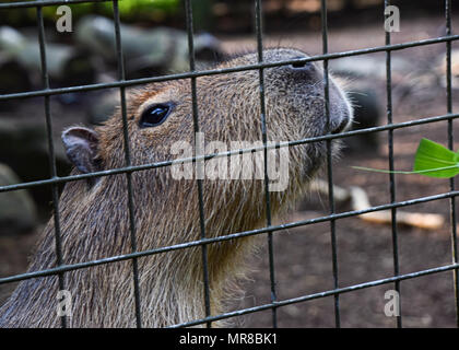 Capybara en captivité Banque D'Images