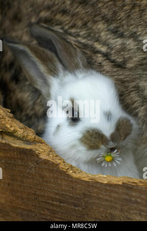 Un blanc et brun, jeune lapin mange une marguerite dans une huche. Banque D'Images